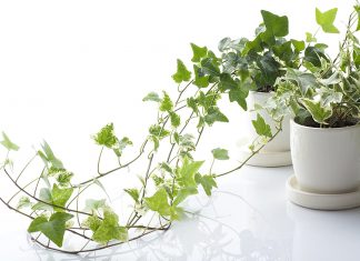Beautiful Houseplant Ideas for Newbie Gardener