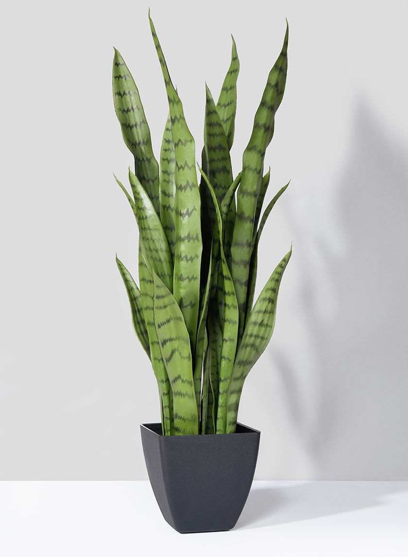 Sansevieria Plants : A Unique and Aesthetic Decoration for Your Home