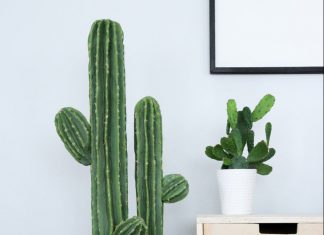Simple Tips for Pruning Cactus to Make It More Beautiful and Stunning featured