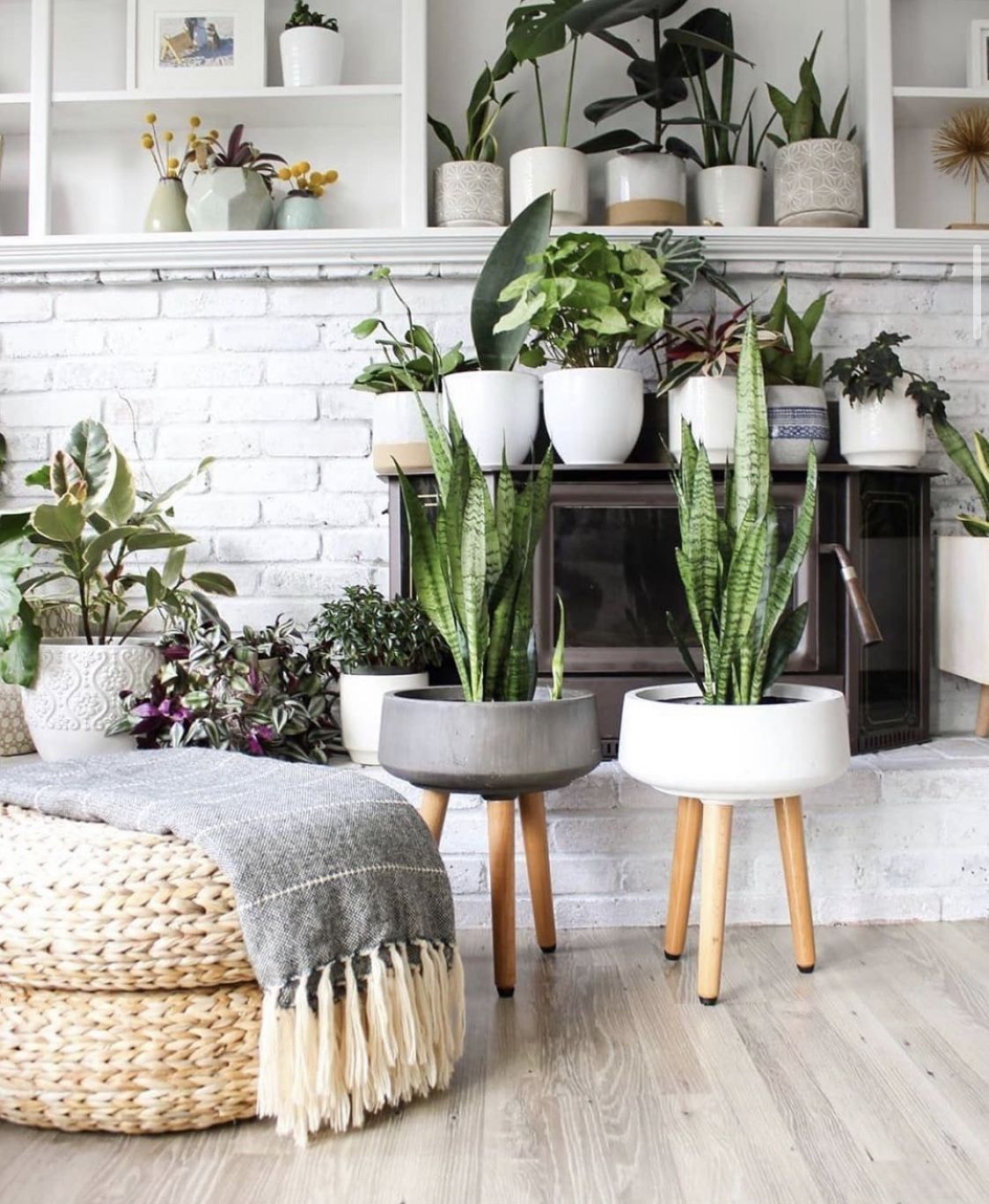Add Sansevieria Plant in Your Indoor Garden