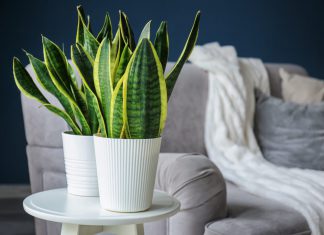Sansevieria Plants : A Unique and Aesthetic Decoration for Your Home