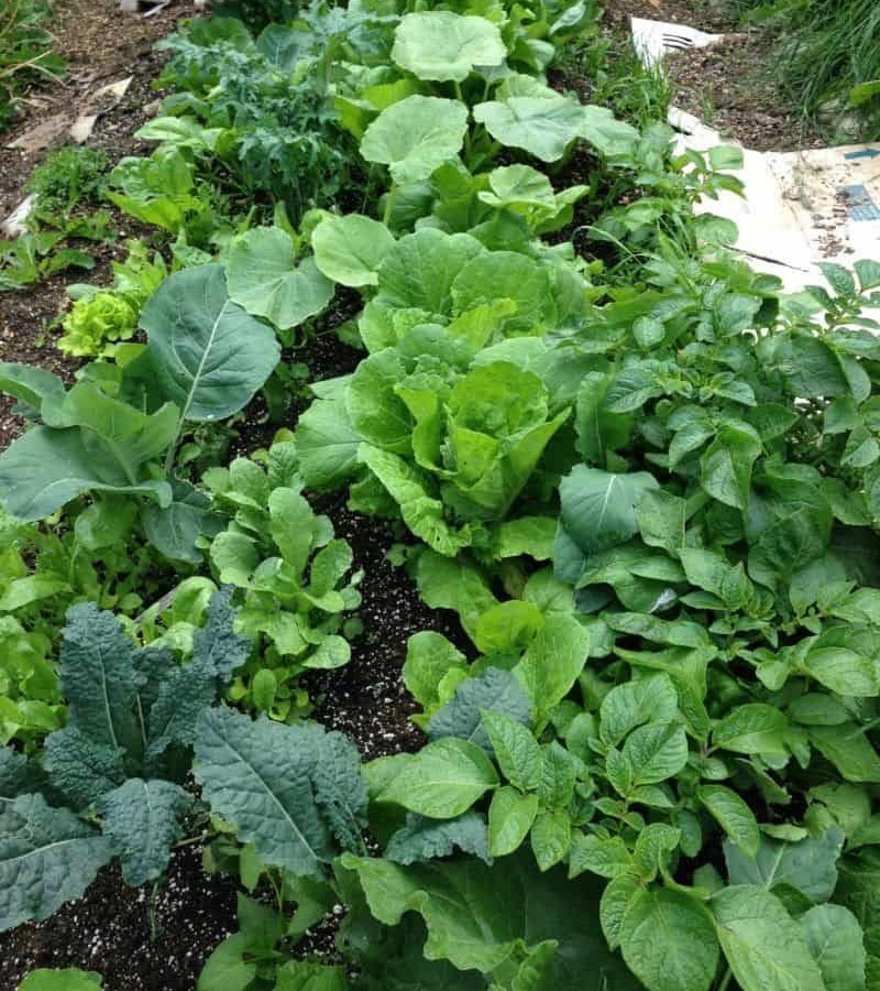 Layout of Vegetables in a Polyculture Garden