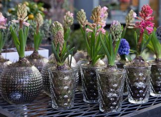 DIY Planter Ideas from Various Recycled Materials in Your Home