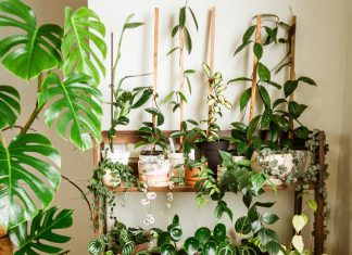 Green Plant Ideas That You Can Grow Under Bright Sunlight