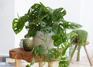 Monstera Adansonii : Tips and Ideas for Growing It in Your Home