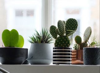 Easy Ways to Create Good Drainage for Your Succulents with No Holes featured