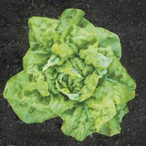 Lettuce