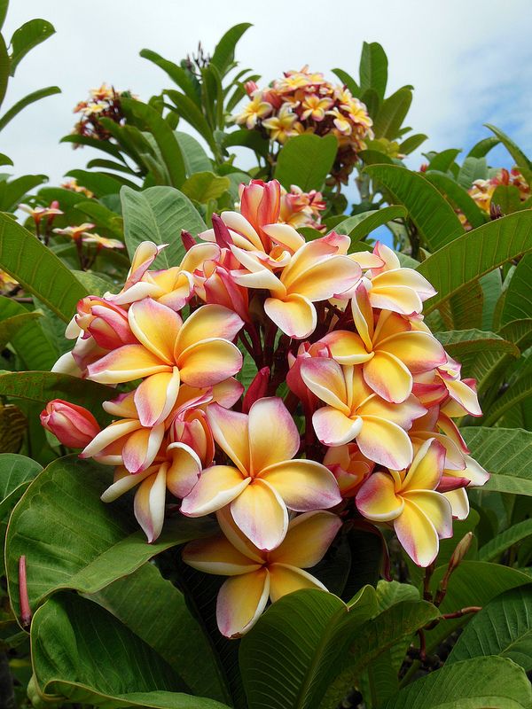 Plumeria