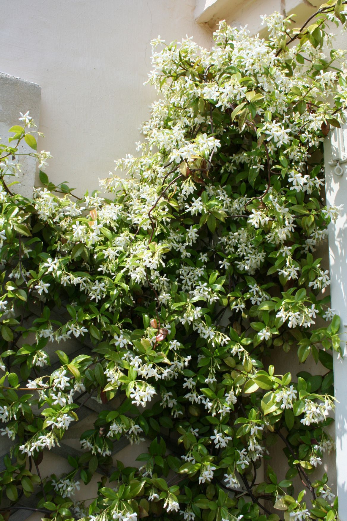 Jasmine Polyanthum