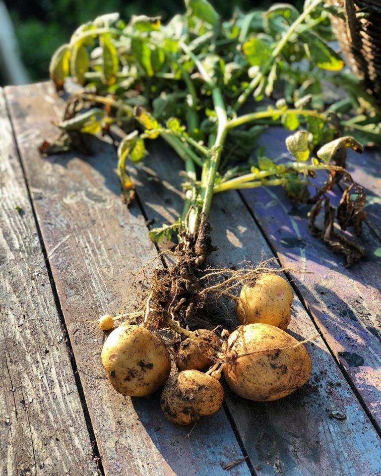 Harvesting time