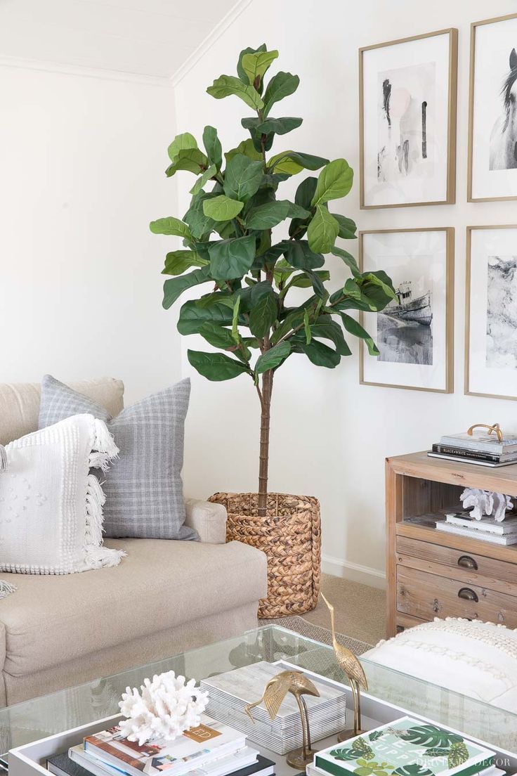 Fiddle Leaf Fig