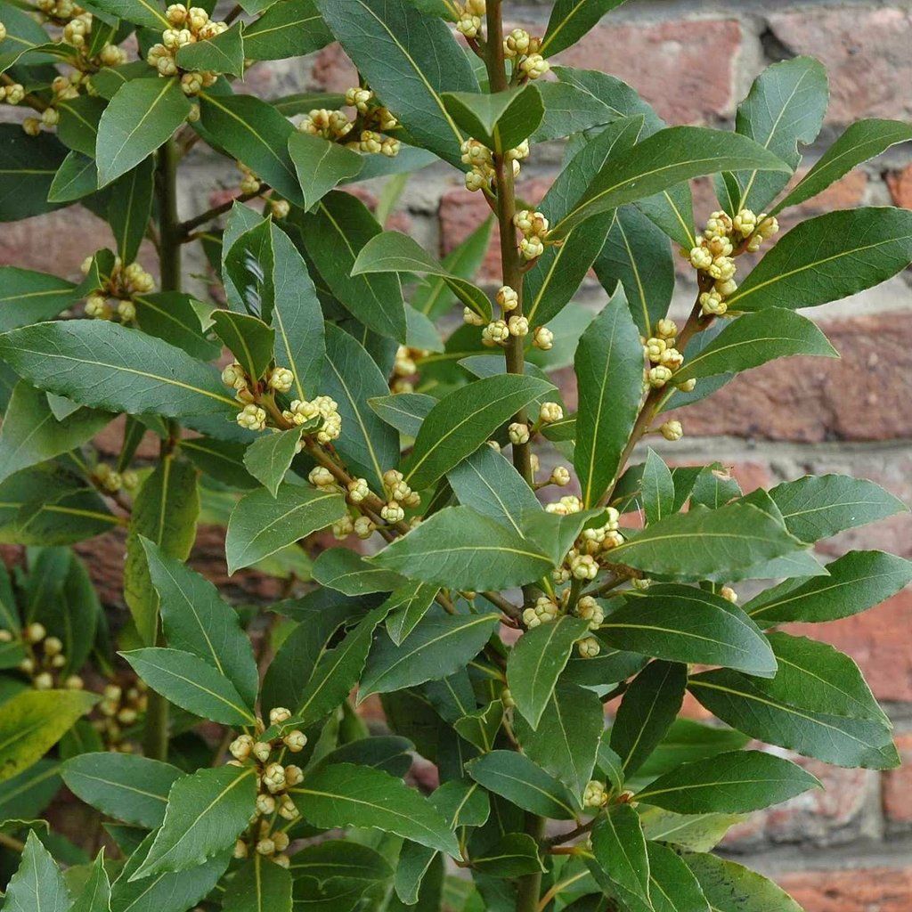 Bay Laurel