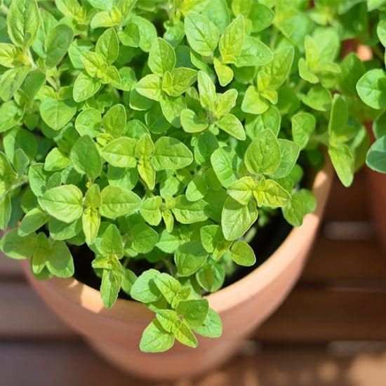 Marjoram