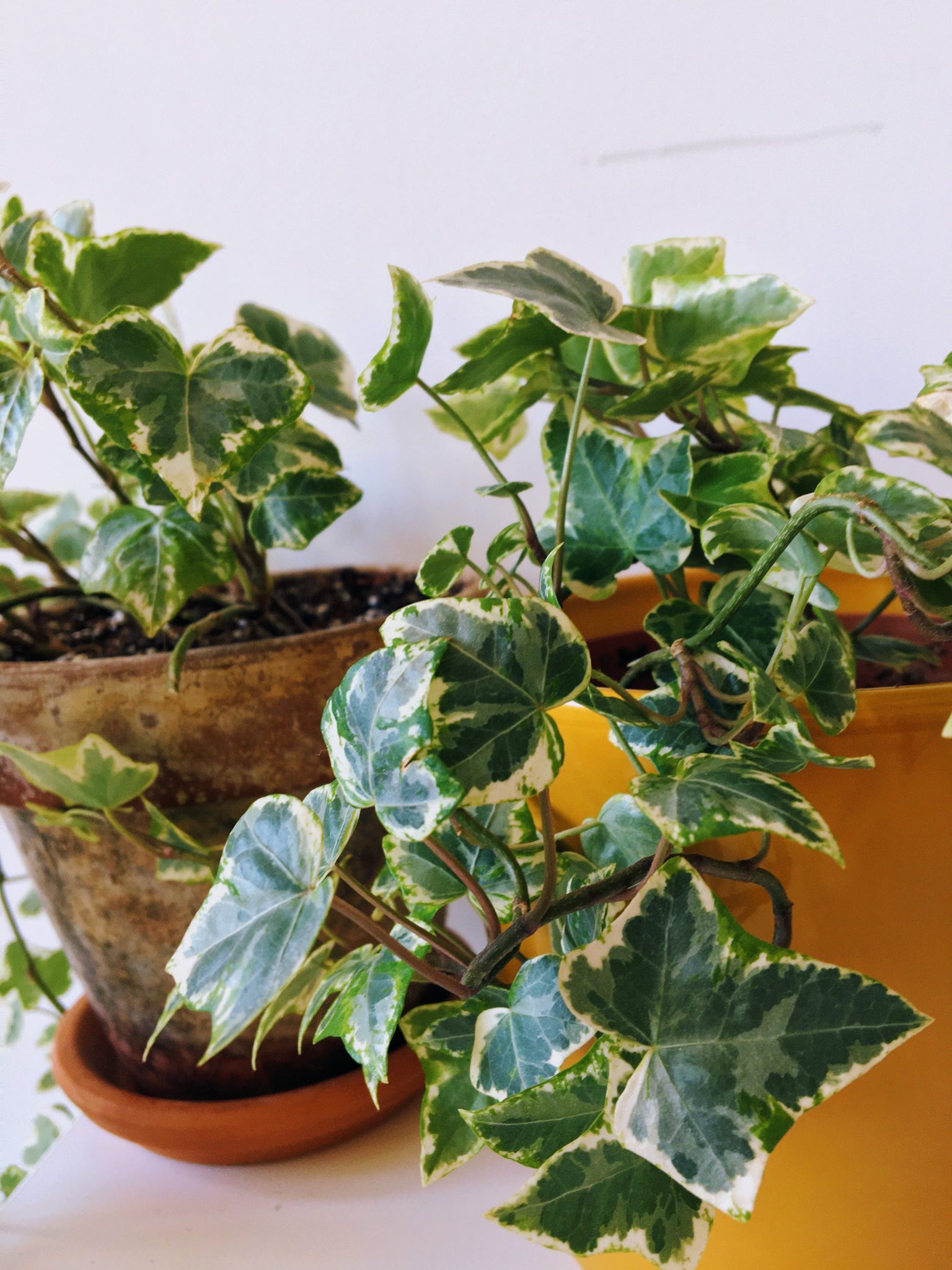 Tips to Care for English Ivy and Beautifully Hang Them in Your Home