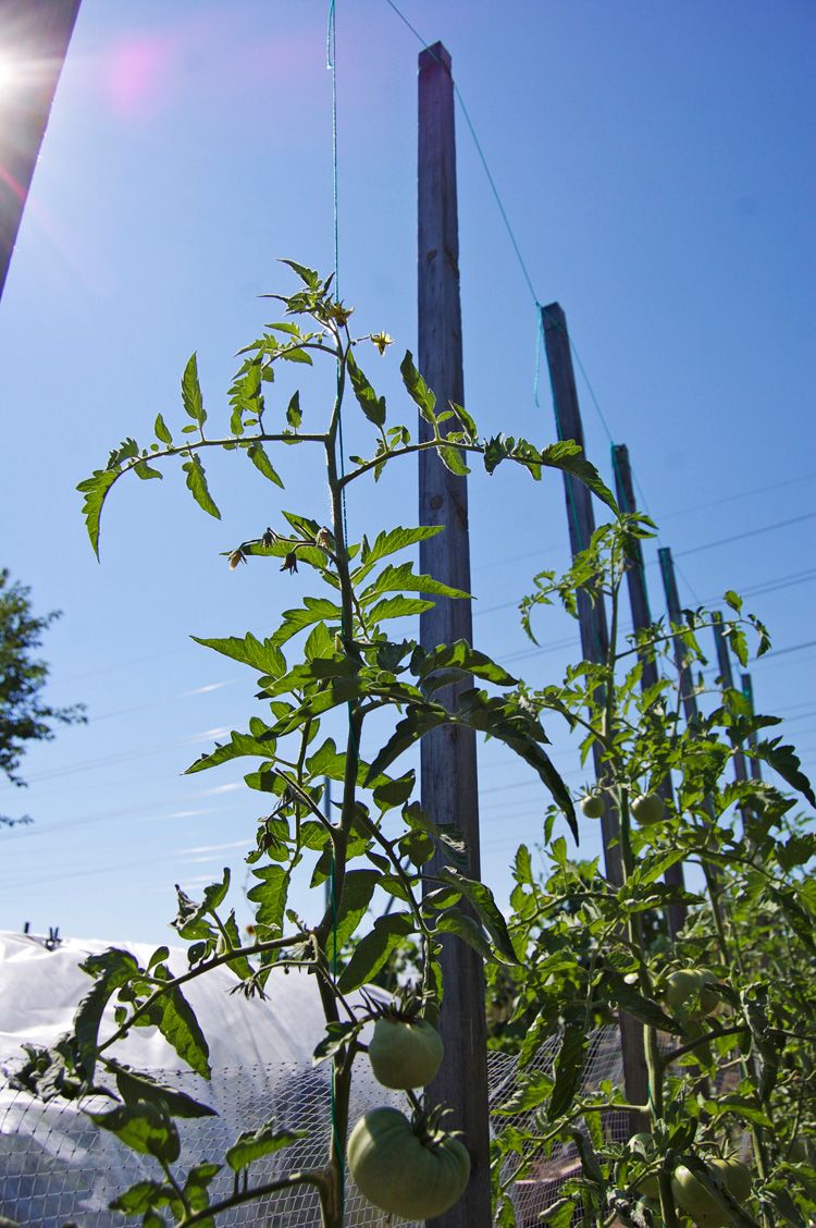 Growing Vegetable in Poor Light