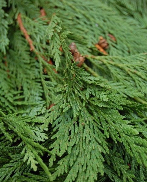 Thuja Occidentalis