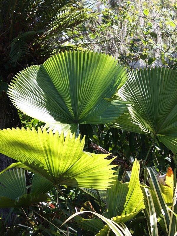 Ruffled Fan Palm