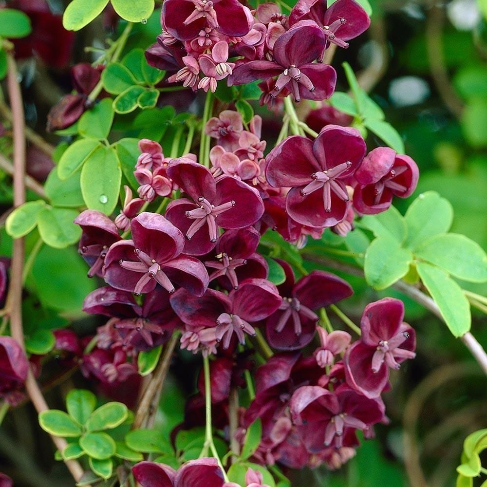 Chocolate Vine