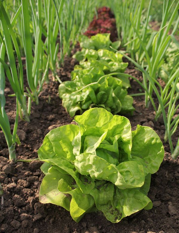 Extreme Dry and Soggy Soil