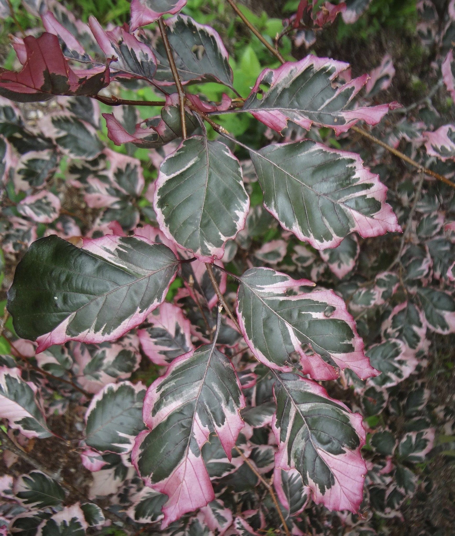 Beech ‘Fagus Sylvatica’