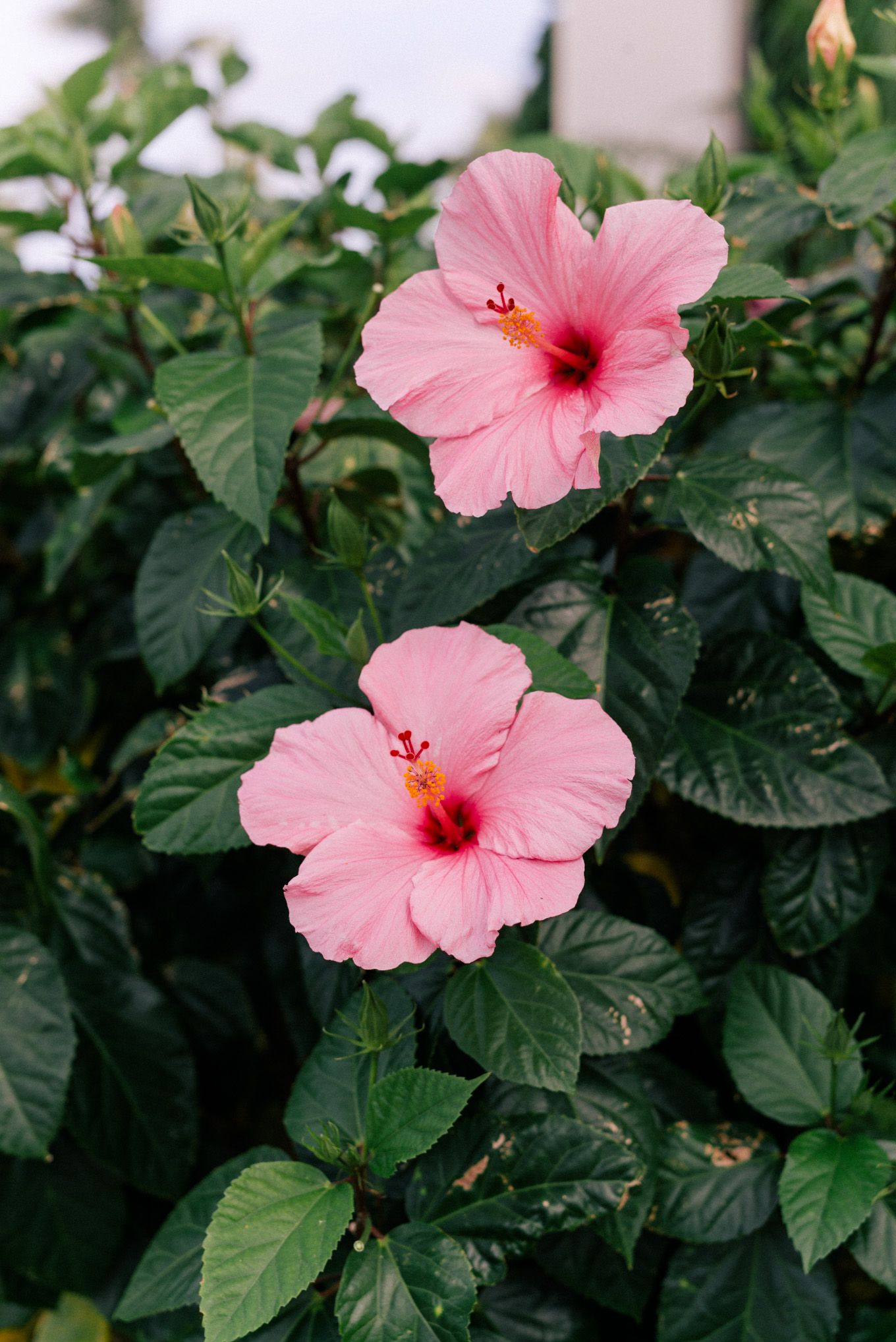 Hibiscus