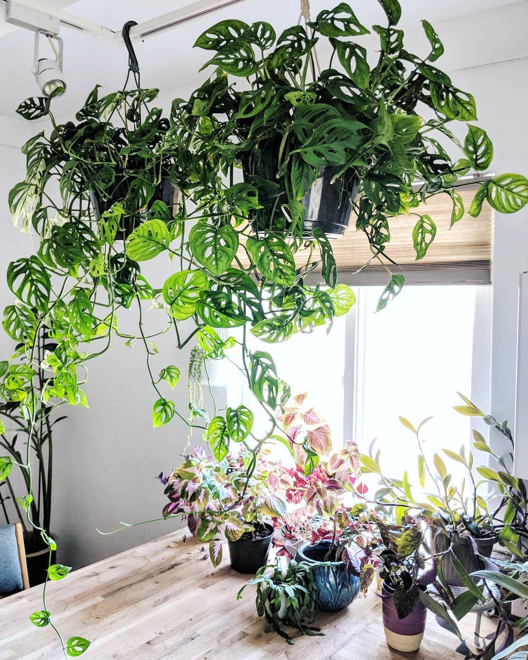 Hanging Plant to Grow Vigorously