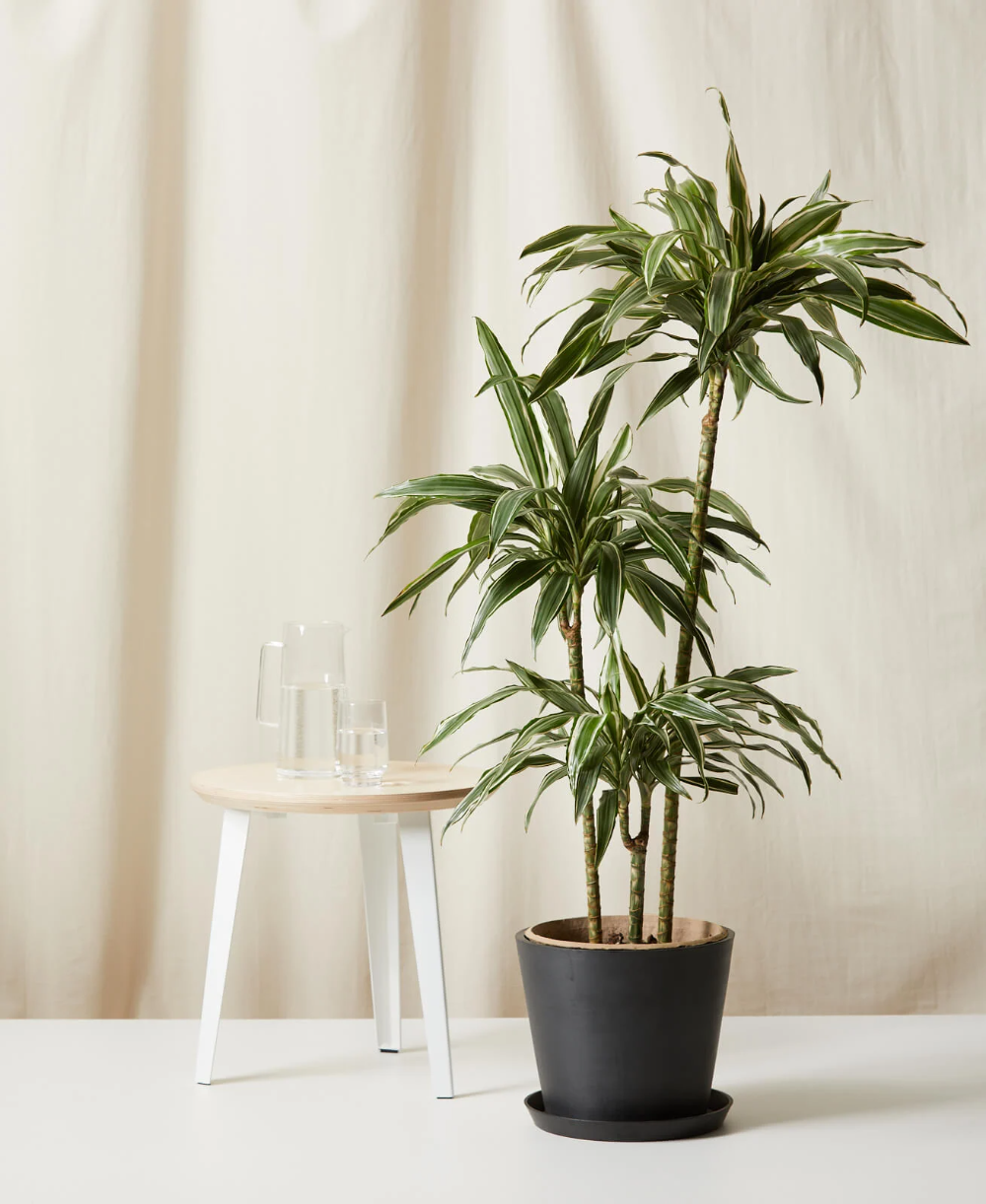 Dracaena Warneckii