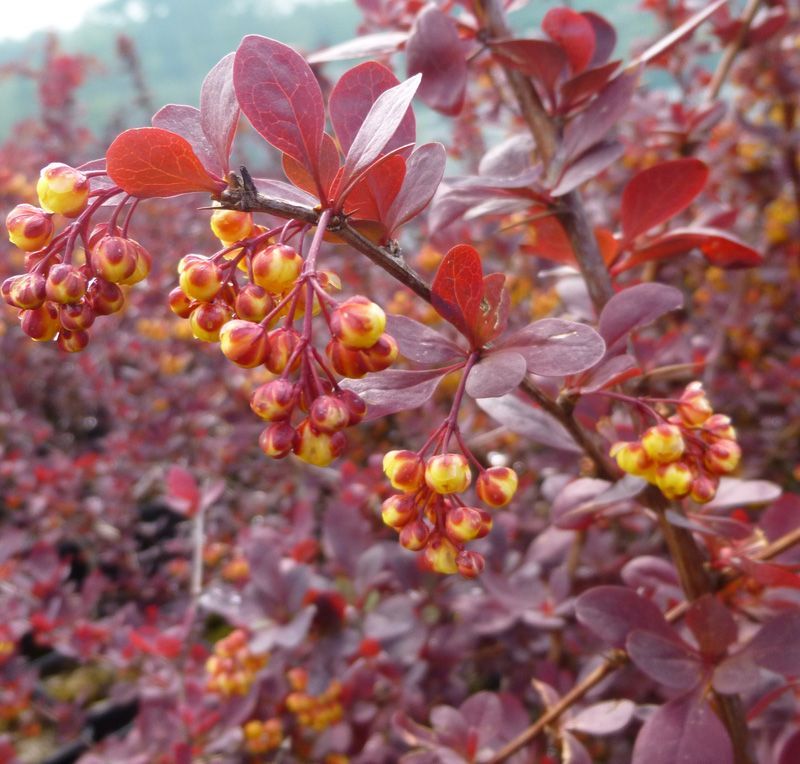 Berberis Ottawensis