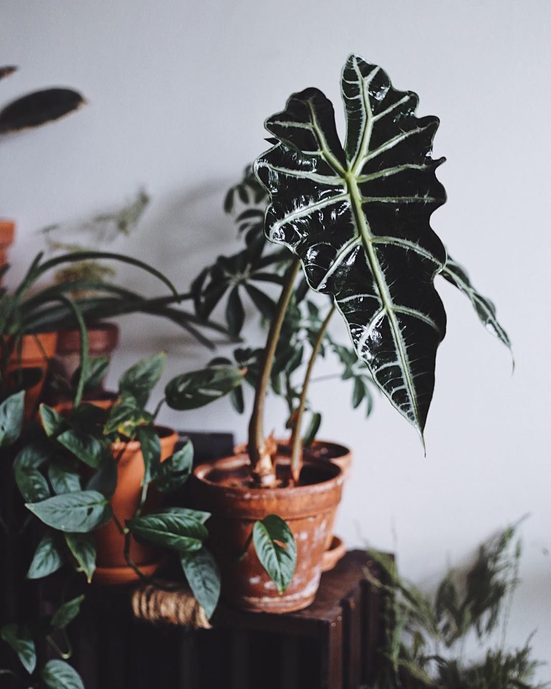 Alocasia Amazonica