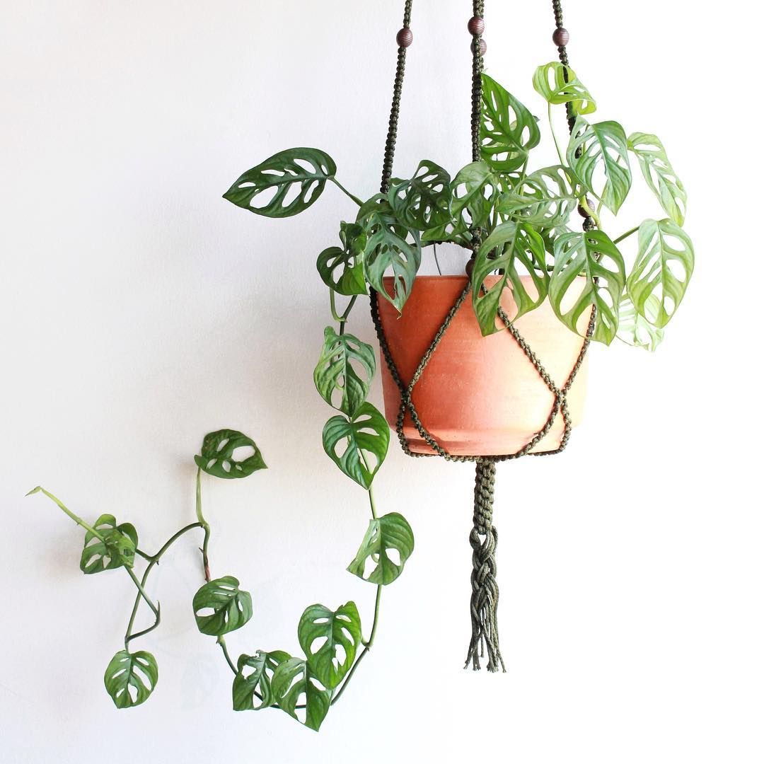 Hanging Plant on The Knotting Rope