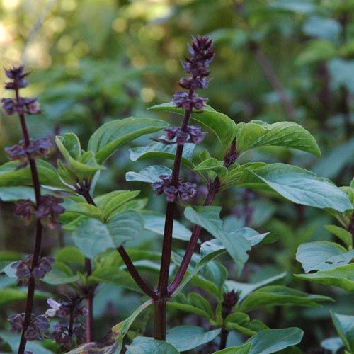 Thai Basil