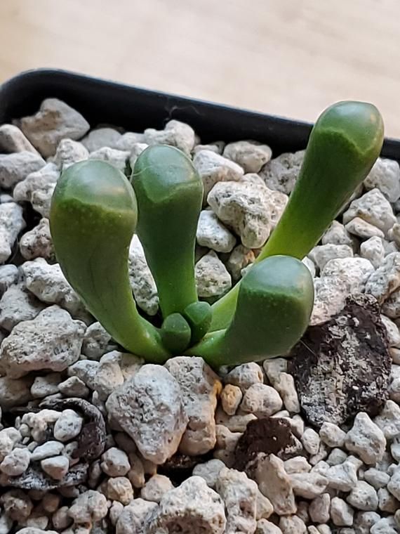 How to Propagate the Baby Toes