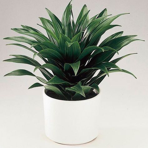 Dracaena Deremensis