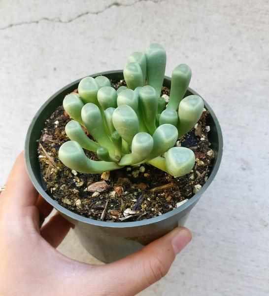 How to Propagate the Baby Toes