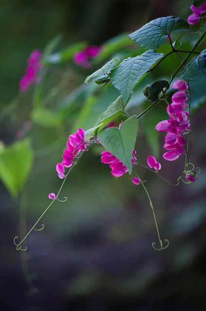 Coral Vine