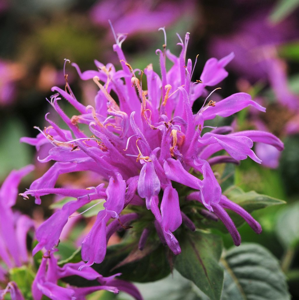 Bee Balm