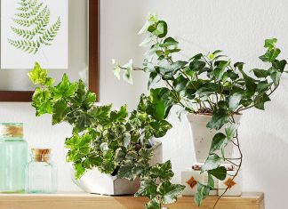 Tips to Care for English Ivy and Beautifully Hang Them in Your Home