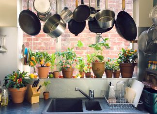 Growing Vegetables from Kitchen Scraps : Healthy Living in Low Budget