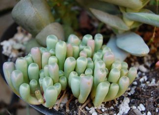 Daily Care for Baby Toes Succulents for a Begineer in Your Home