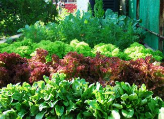 Polyculture Garden for Your Home : Harvesting Healthy Vegetables Easier