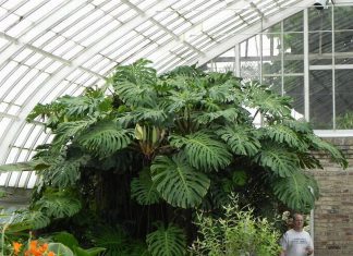 Tropical Ornamental Plant Ideas for Your Home Garden