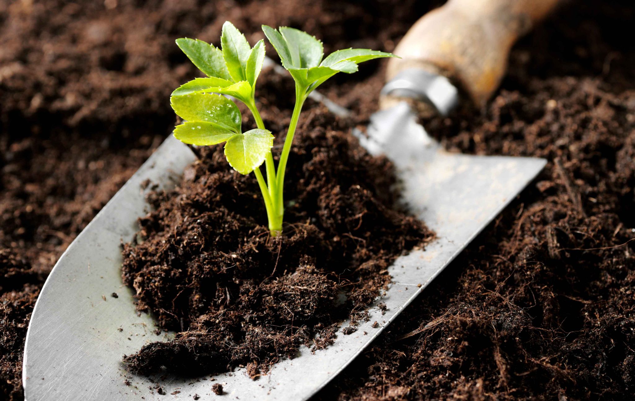 Revitalize The Old Soil Create A Good Growing Place For Your Plants revitalize-the-old-soil-create-a-good-growing-place-for-your-plants