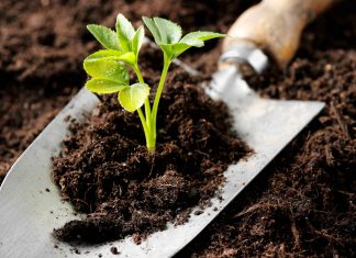 Revitalize The Old Soil : Create a Good Growing Place For Your Plants