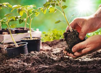 7 Beginner Gardener Mistakes in Growing Vegetables