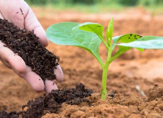 Green and Brown Mixtures for Making Compost at Home
