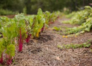 9 Organic Mulch Source Ideas That You Can Get Easily