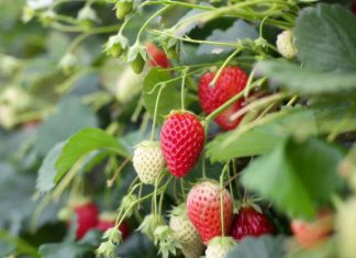 Easy Ways to Grow Strawberries in Your Home Garden