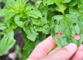 5 Simple Methods for Pests Control to Protect Plant in Your Home Garden