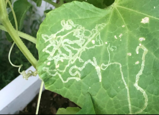 DIY Organic Leaf Miners Control for Your Vegetable Leaves