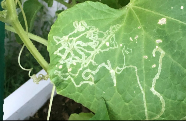 Diy Organic Leaf Miners Control For Your Vegetable Leaves - Homesfornh